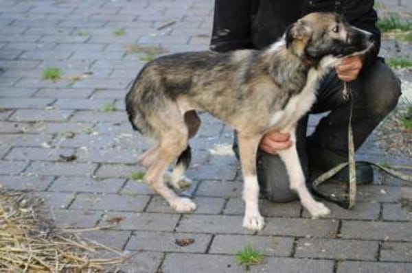 Ava - verschmust u. kinderlieb