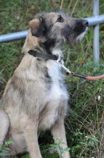 Melody - goldige Junghündin