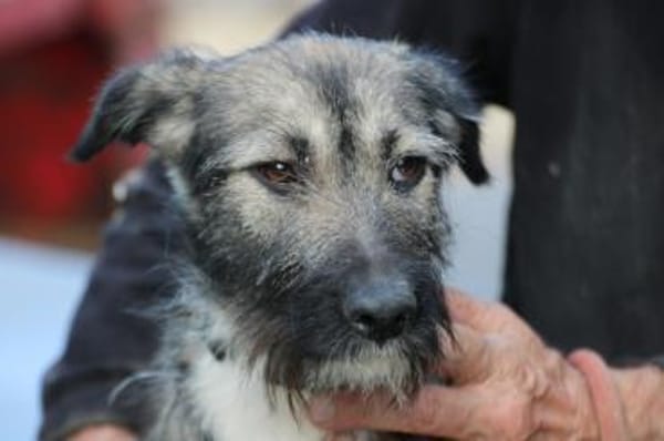 Melody - goldige Junghündin