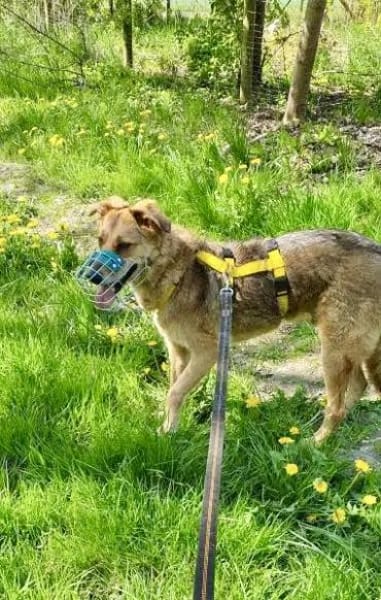 COLOMBO -verkuschelt & ruhig-