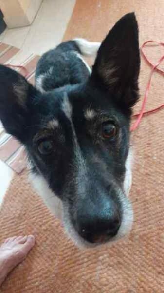 ISSKO * freundlicher Bub im besten Alter