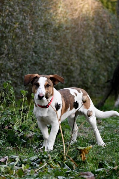 Pinto: Charmanter, lebensfroher Rüde