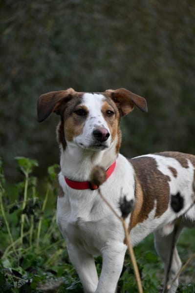 Pinto: Charmanter, lebensfroher Rüde