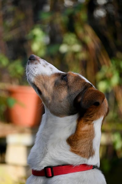 Pinto: Charmanter, lebensfroher Rüde