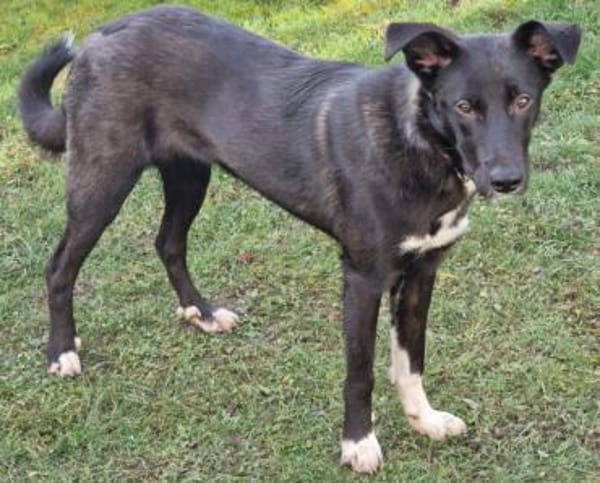 Junge Elly sucht eine Familie!