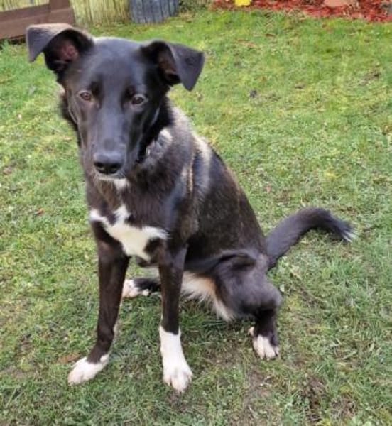 Junge Elly sucht eine Familie!