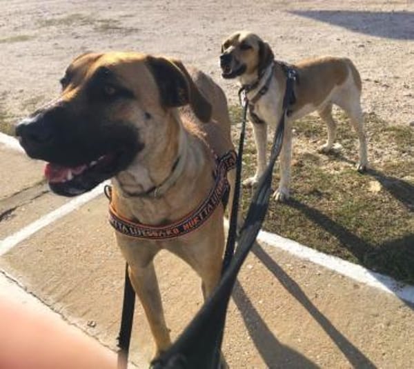 Ares möchte dein Herz erobern!