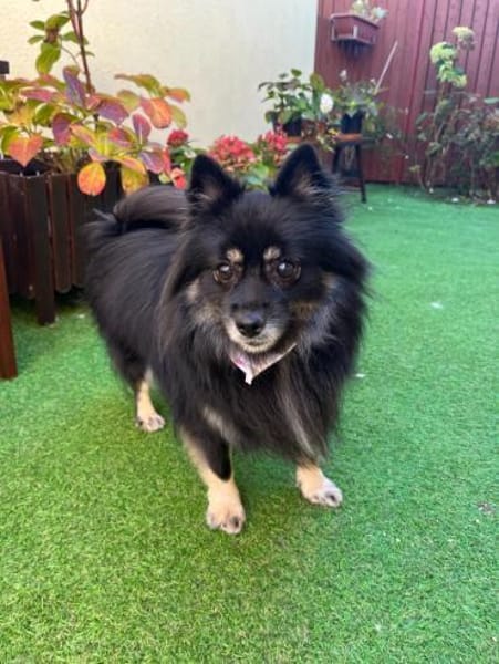 Mila wartet auf ihr Für-immer-Zuhaus