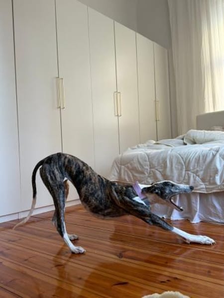 Hypathia - kontaktfreudig und freundlich