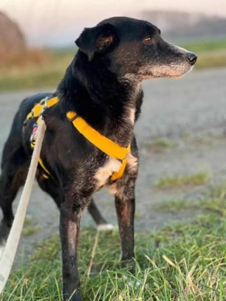 LINNY -zarte, verschmuste Hündin-