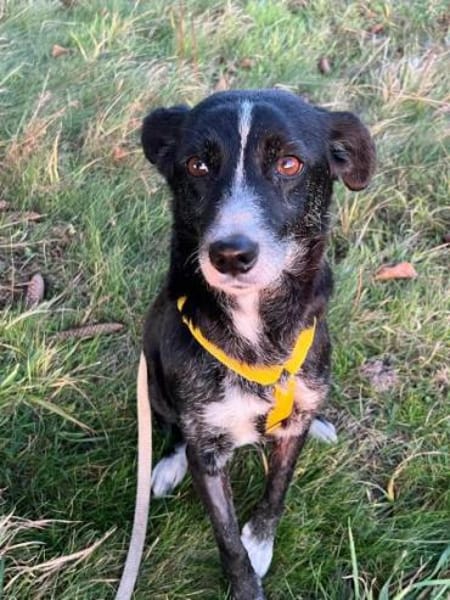 LINNY -zarte, verschmuste Hündin-