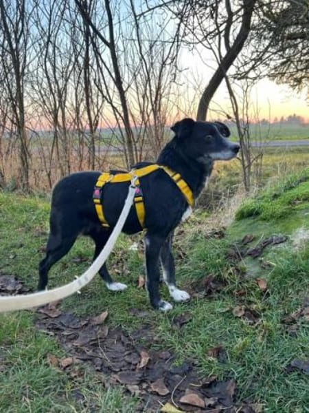 LINNY -zarte, verschmuste Hündin-