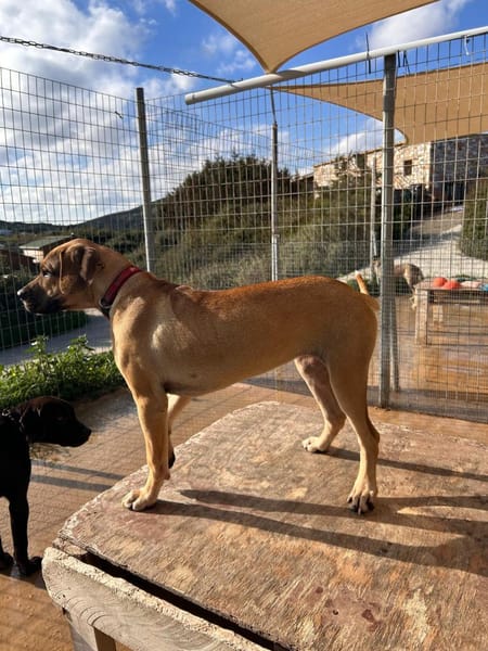 Mimika - einfach dankbar