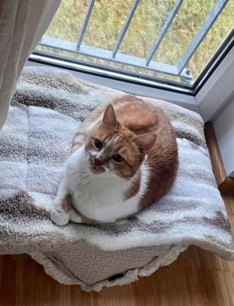 Mona sucht ein Zuhause