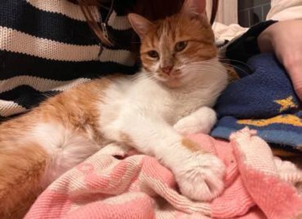 Mona sucht ein Zuhause