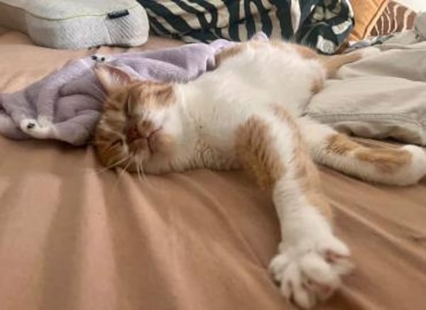 Mona sucht ein Zuhause