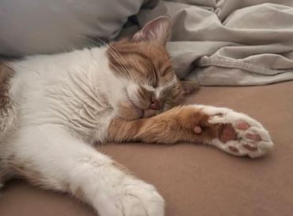 Mona sucht ein Zuhause