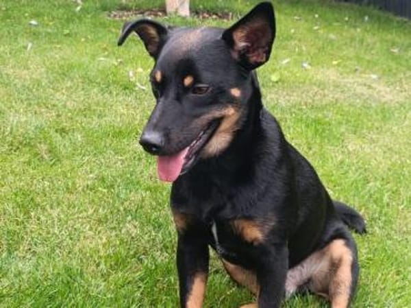 Dobby - Zuhause gesucht