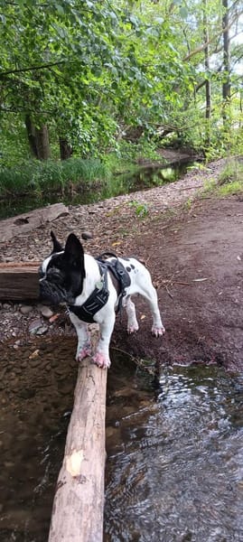 Atome sucht einfühlsames Zuhause