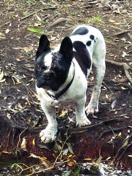 Atome sucht einfühlsames Zuhause