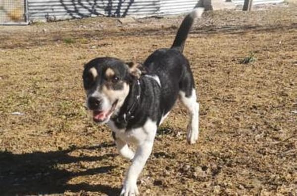 Kevin-sozial,lieb, freundlich, verspielt