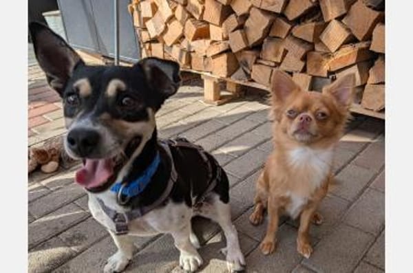 Kevin-sozial,lieb, freundlich, verspielt