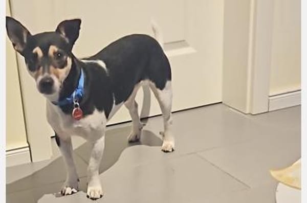 Kevin-sozial,lieb, freundlich, verspielt