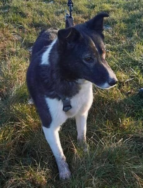 NIHARIKA -neugierig & verträglich-