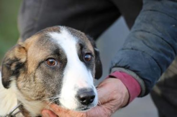 Jamie - tolle Junghündin