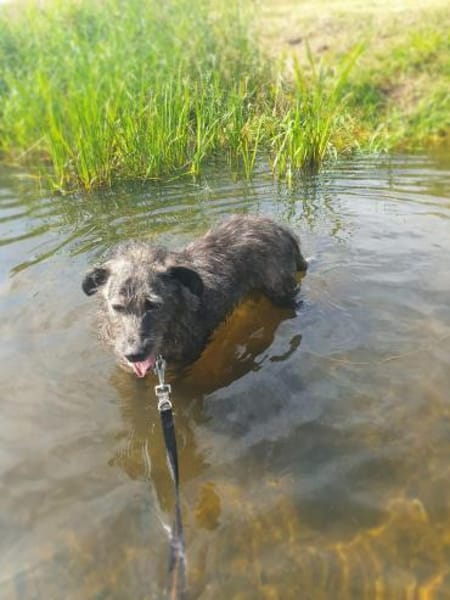 Verschmuster Murphy sucht ein Zuhause