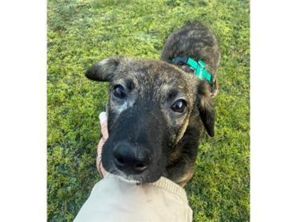 Oscar - wartet in 53757 Sankt Augustin