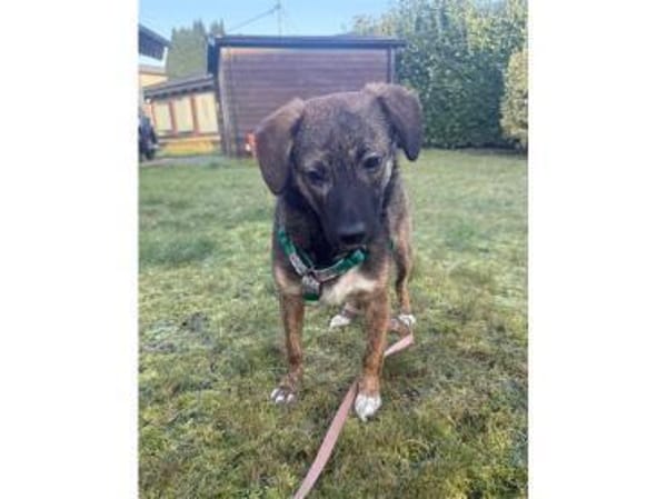 Oscar - wartet in 53757 Sankt Augustin