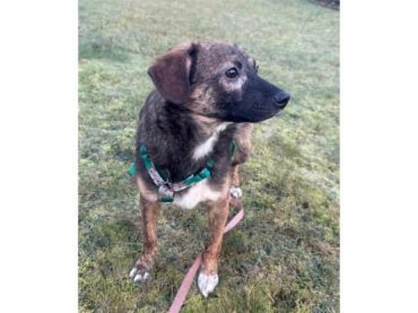 Oscar - wartet in 53757 Sankt Augustin