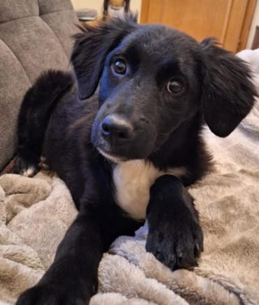 THORI -Rundum tolles Hundekind-