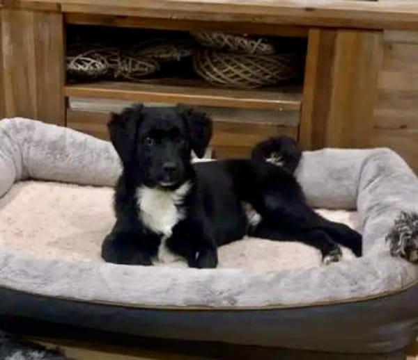 THORI -Rundum tolles Hundekind-