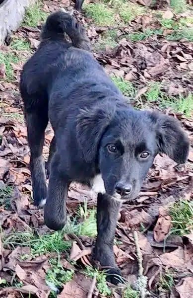 THORI -Rundum tolles Hundekind-