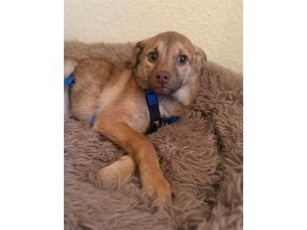 Finley - wartet in 53757 Sankt Augustin