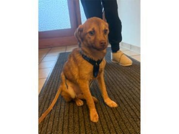 Finley - wartet in 53757 Sankt Augustin