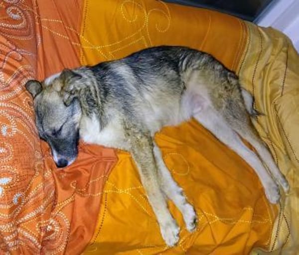 FLOCKI * liebt seine Hundefreunde