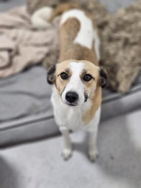 Elsa sucht ihr Traumzuhause 🐾❄