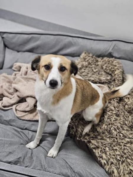 Elsa sucht ihr Traumzuhause 🐾❄