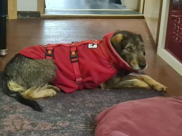 Lilly - freundliche Hündin sucht Familie