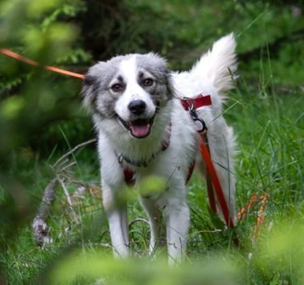 Willow - Zurückhaltender, treuer Rüde