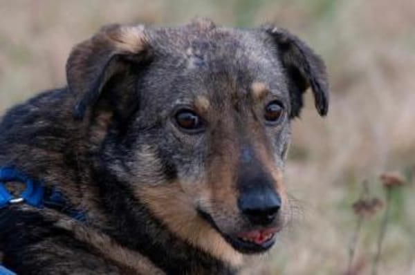 TASCO -perfekter Zweithund-