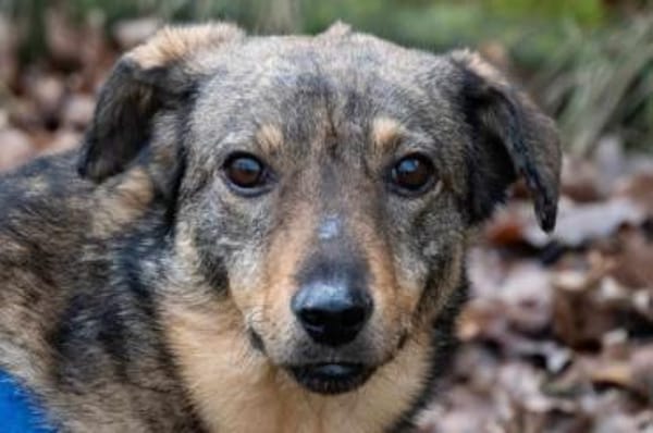 TASCO -perfekter Zweithund-