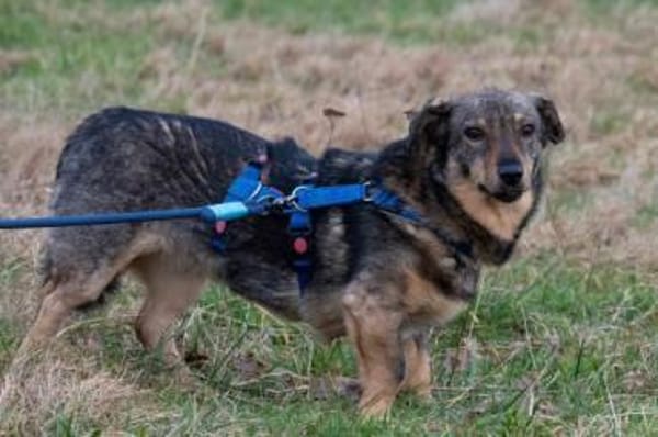 TASCO -perfekter Zweithund-