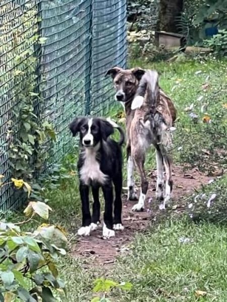 FRANZ * unternehmungslustiger Welpe