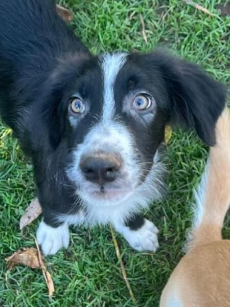 FRANZ * unternehmungslustiger Welpe