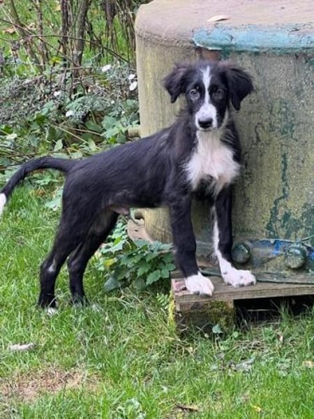 FRANZ * unternehmungslustiger Welpe