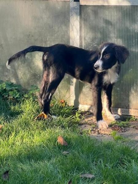 FRANZ * unternehmungslustiger Welpe